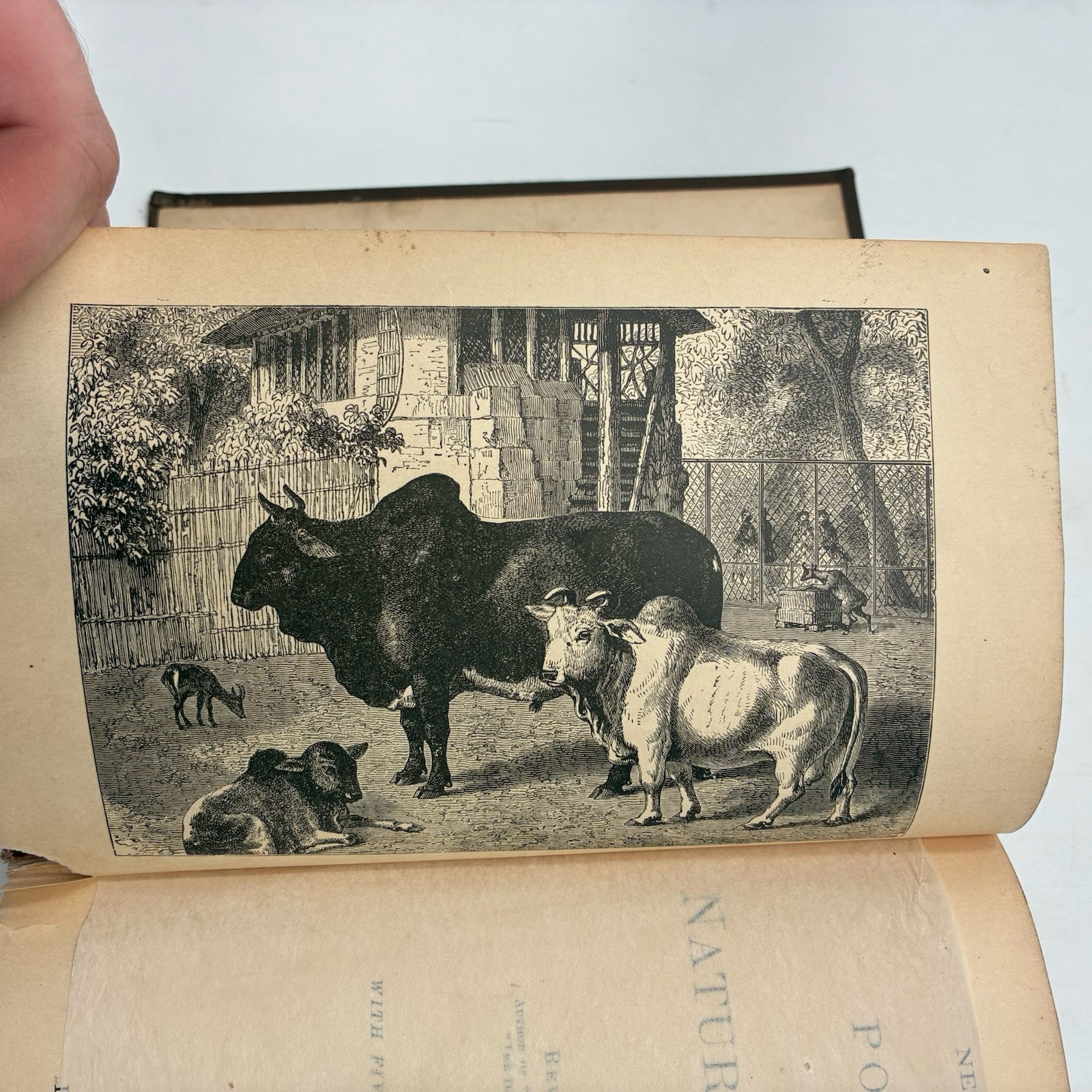 1885 Popular Natural History Rev. J.G. Wood Illustrated Porter & Coates Animals