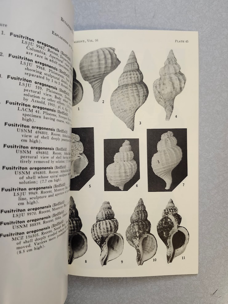 Taxonomy Distribution Phylogeny Cymatiid Gastropods American Paleontology Nice!!