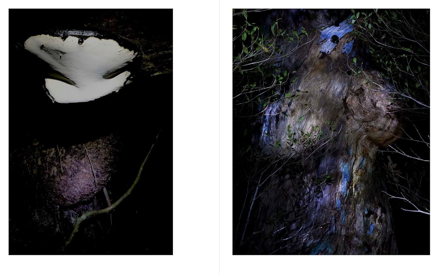 JINEN – Photographer Yu Yamauchi Art Book – 9 Years in Yakushima’s Forests