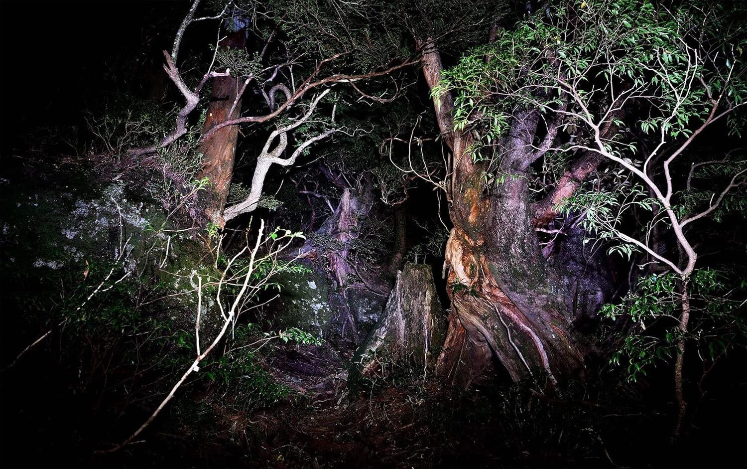 JINEN – Photographer Yu Yamauchi Art Book – 9 Years in Yakushima’s Forests