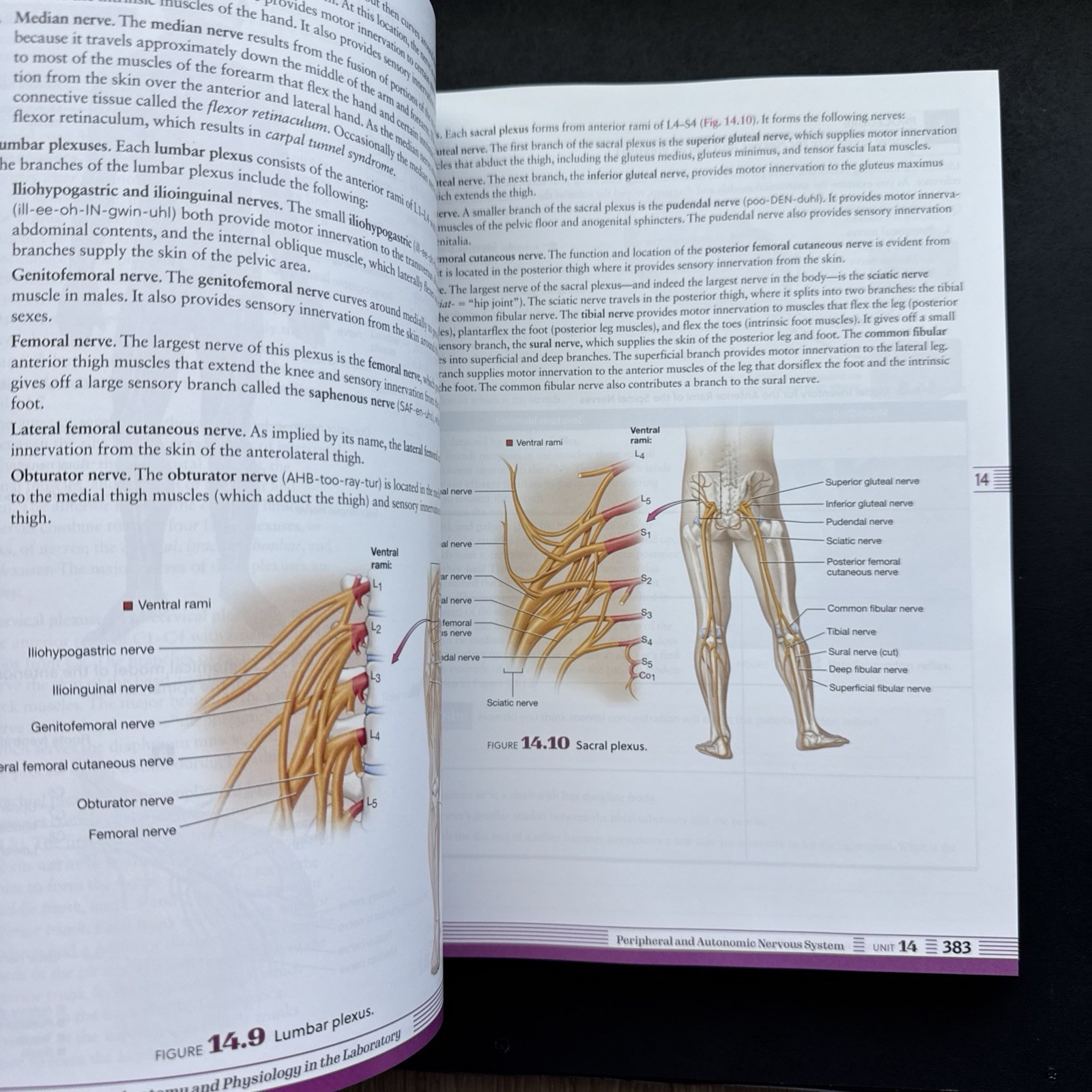 Exploring Anatomy & Physiology in the lab 4th Ed 9781640433984