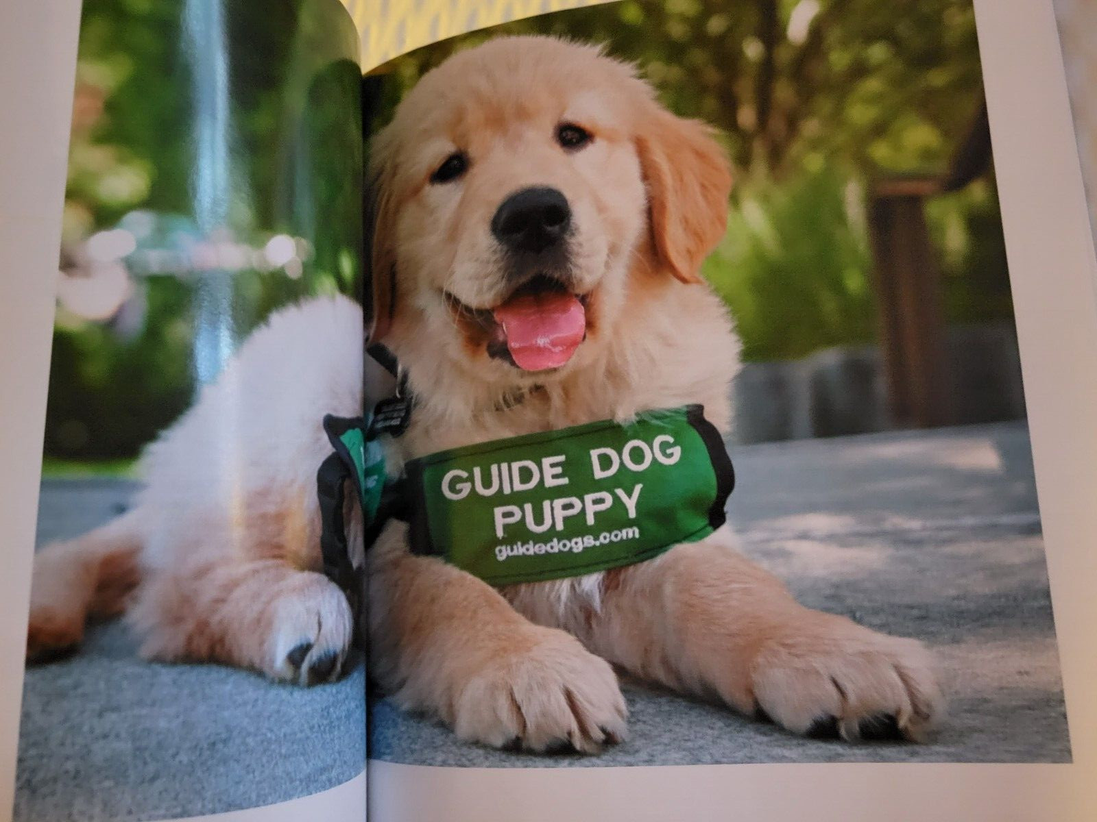 WHY WE LOVE DOGS – Paw Print Special Edition – Help Us Heal – Pet Like a Pro
