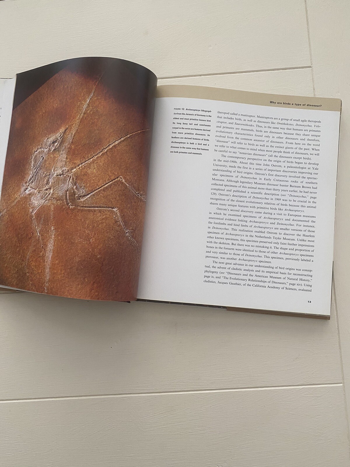 Discovering Dinosaurs: In the American Museum of Natural History – GOOD