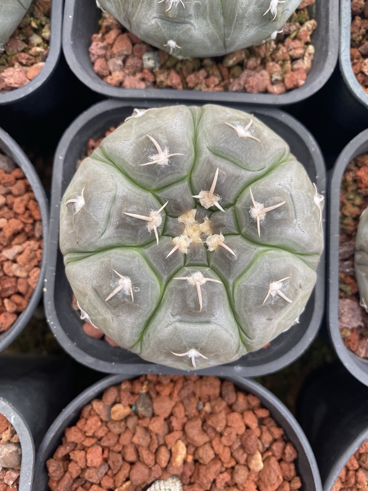 2pcs 7cm Gymnocalycium prochazkianum Beautiful Flowers Seeded Grown