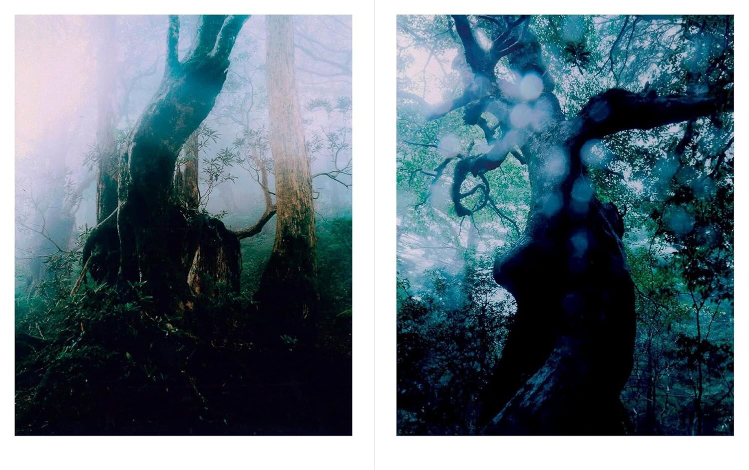 JINEN – Photographer Yu Yamauchi Art Book – 9 Years in Yakushima’s Forests