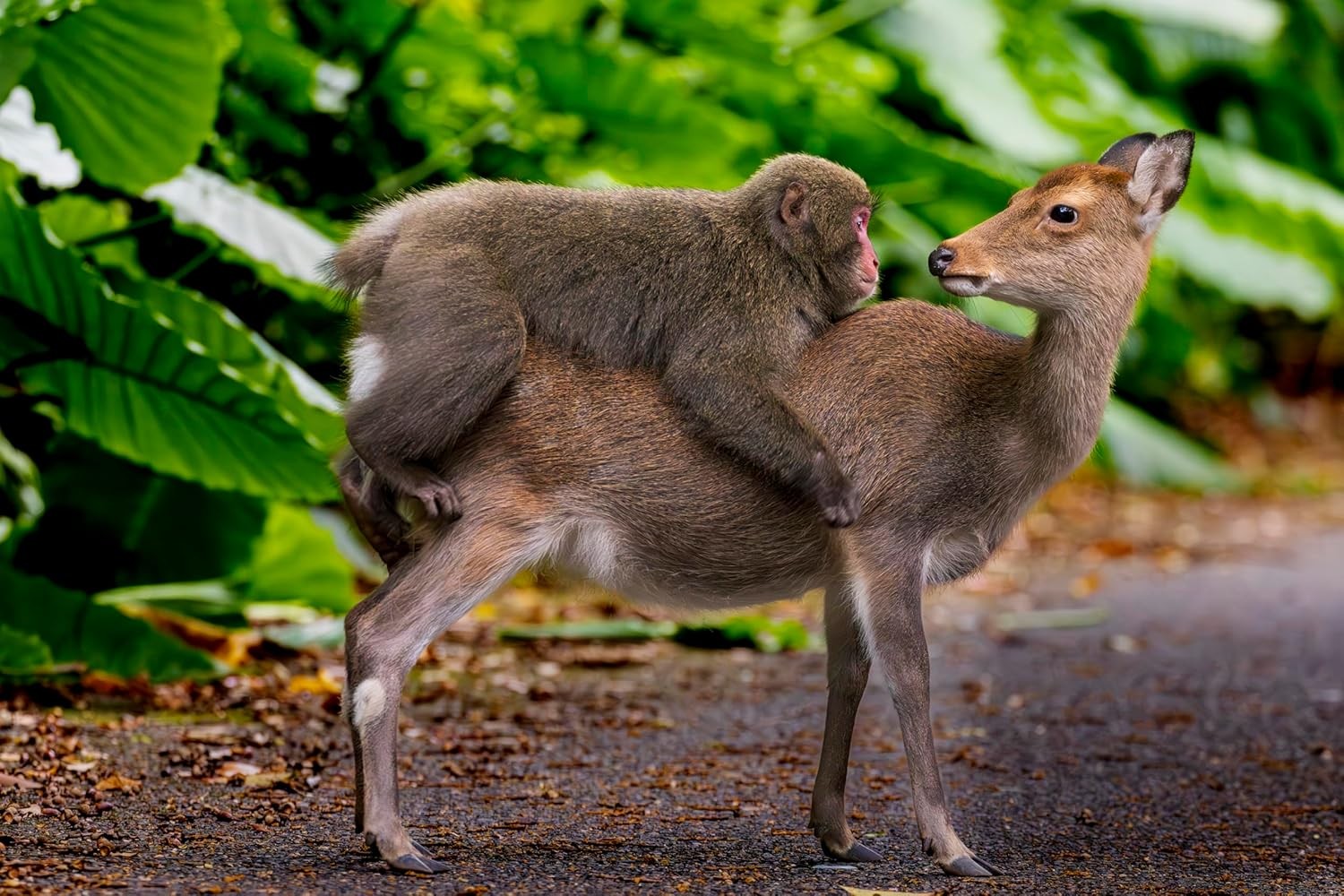 Monkeys, deer, Yakushima.