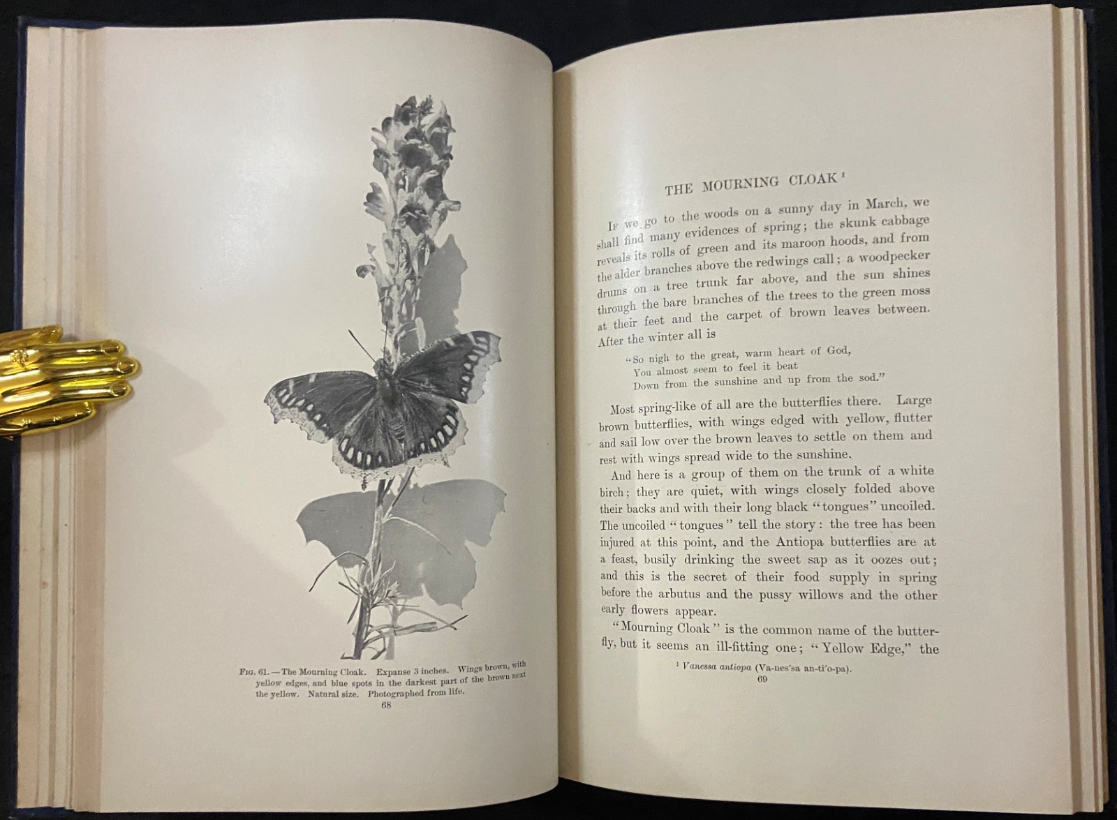 1901 MOTHS AND BUTTERFLIES Entomology DICKERSON Antique Natural History Book