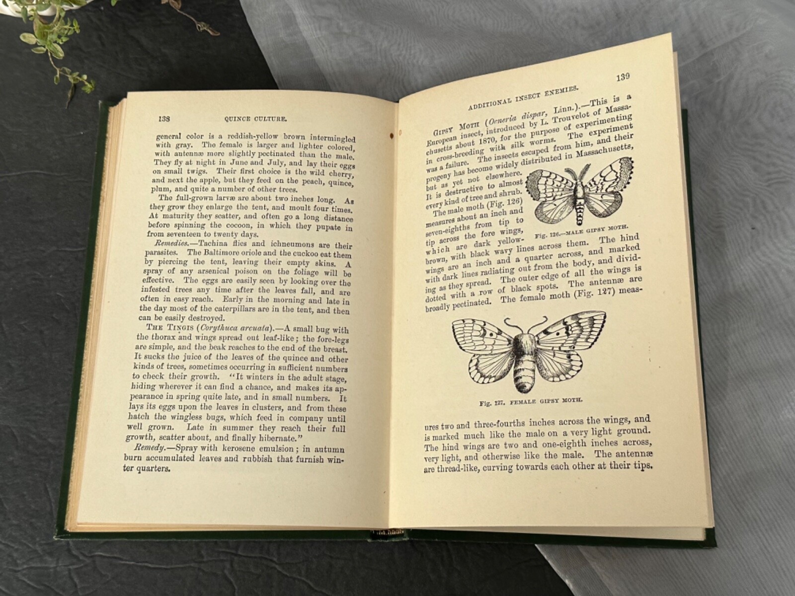Quince Culture Meech Antique Agriculture Book Vintage Farming
