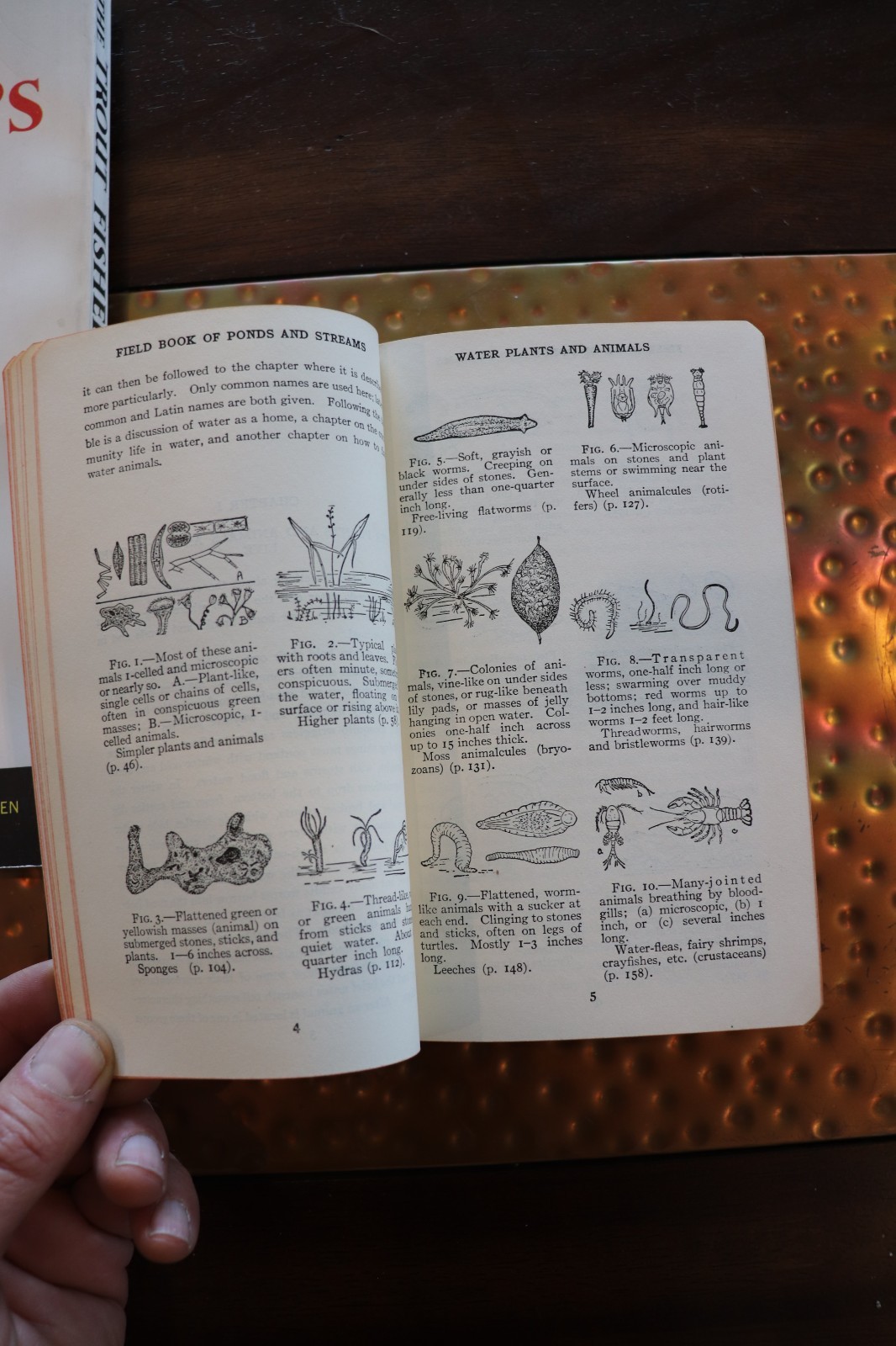 Field Book Of Ponds And Streams – 1930, Ann Haven Morgan, Illustrated, Putnam